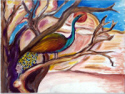 Peacock
